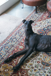 Greyhound lying on carpet - CUF47315