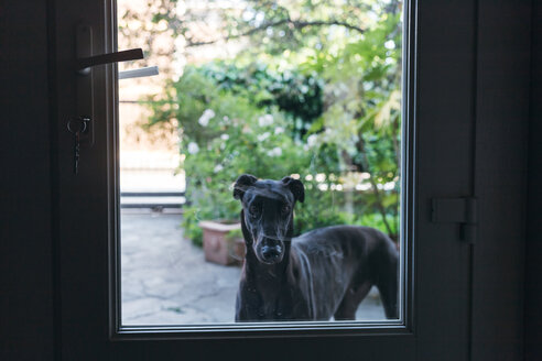 Dog looking into house from garden - CUF47371