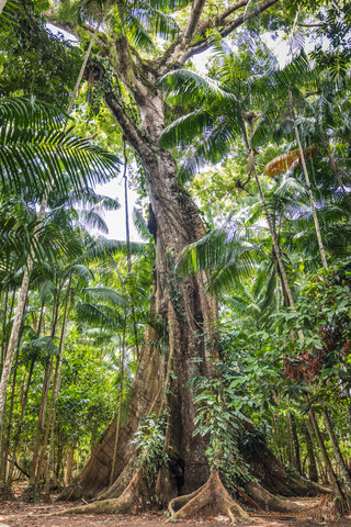 Ceiba pentandra (sumaúma), Ilha do Combu, Amazonas, Belem do Pará, Para, Brasilien, lizenzfreies Stockfoto