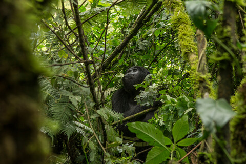 Mountain Gorilla (Gorilla beringei beringei), Bwindi Impenetrable Forest, Bwindi Mountains, Uganda stock photo