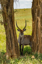 Wasserbock (Kobus ellipsiprymnus) Murchison Falls National Park, Uganda - CUF47643