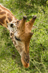 Rothschild-Giraffe (Giraffa camelopardalis rothschildi), Murchison Falls National Park, Uganda - CUF47647