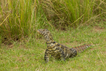 Nilwaran (Varanus niloticus), Eidechse, Murchison Falls National Park, Uganda - CUF47648