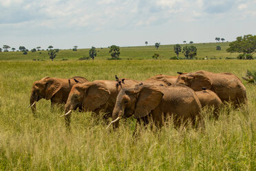 Elefanten (Loxodonta africana) im langen Gras, Murchison Falls National Park, Uganda - CUF47649