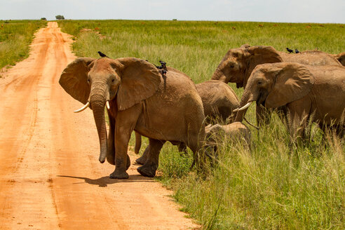 Elefanten (Loxodonta africana) beim Überqueren eines Feldwegs, Murchison Falls National Park, Uganda - CUF47650