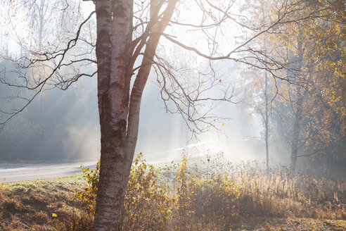 Landschaft mit Landstraße und Waldgebiet im Licht der nebligen Herbstsonne, Lohja, Südfinnland, Finnland - CUF47893