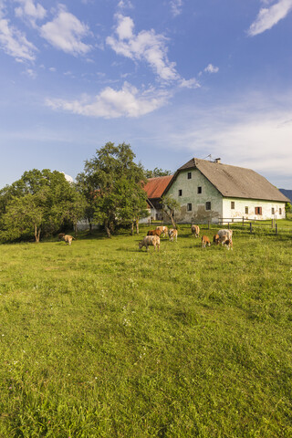 Österreich, Kärnten, altes Bauernhaus und Kühe auf der Weide, lizenzfreies Stockfoto