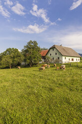 Österreich, Kärnten, altes Bauernhaus und Kühe auf der Weide - AIF00572