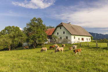 Österreich, Kärnten, altes Bauernhaus und Kühe auf der Weide - AIF00573