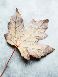 Water droplets on upside down autumn leaf, still life, overhead view - CUF47949