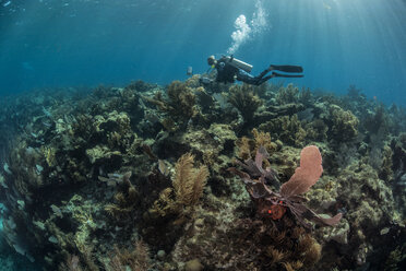 Diver exploring reef life, Alacranes, Campeche, Mexico - CUF48040