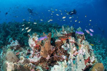 Divers exploring reef life, Alacranes, Campeche, Mexico - CUF48047