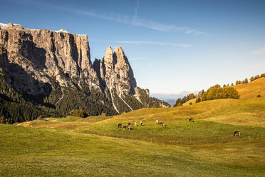 Herd of cows in distance, Schlern-Rosengarten on Seiser Alm, Dolomites, Siusi, Trentino-Alto Adige, Italy - CUF48296