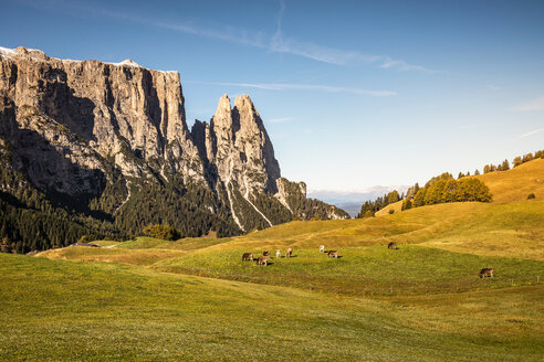 Kuhherde in der Ferne, Schlern-Rosengarten auf der Seiser Alm, Dolomiten, Seiser Alm, Trentino-Südtirol, Italien - CUF48296