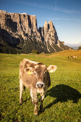 Einsame Kuh, Schlern-Rosengarten auf der Seiser Alm, Dolomiten, Seis, Trentino-Südtirol, Italien - CUF48297