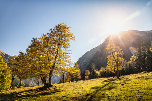 Sonnenlicht durch alte Ahornbäume, Karwendelgebiet, Hinterriss, Tirol, Österreich - CUF48310