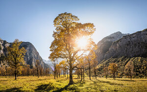 Sonnenlicht durch alte Ahornbäume, Karwendelgebiet, Hinterriss, Tirol, Österreich - CUF48311