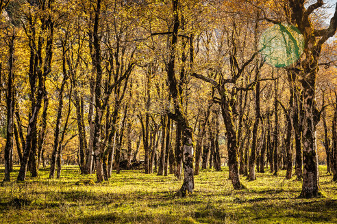 Wald mit alten Ahornbäumen, Karwendelgebiet, Hinterriss, Tirol, Österreich - CUF48312