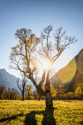 Sunlight through ancient maple trees, Karwendel region, Hinterriss, Tirol, Austria - CUF48313