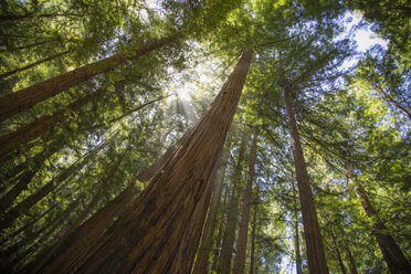 Redwood-Bäume im Muir Woods National Monument in Kalifornien - FOLF10251