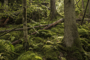 Vermooster Wald in Harskogen, Schweden - FOLF10266