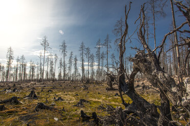 Burnt forest in Angelsberg, Sweden - FOLF10296