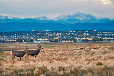 Rehe in der Landschaft, Stadtbild, Longs Peak, Rocky Mountains, Denver, Colorado, USA - ISF20164