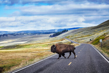 Bison, der die Straße überquert, Yellowstone-Nationalpark, Canyon Village, Wyoming, USA - ISF20165