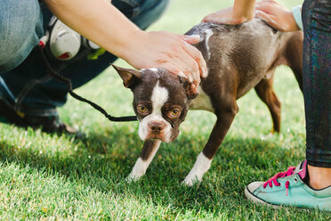 Pet dog being shampooed in garden - ISF20250