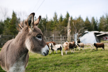 Donkey in farm, cows in background - ISF20324