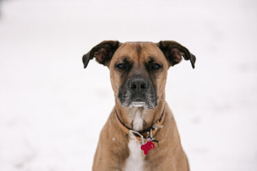 Portrait of pet dog in snow - ISF20325