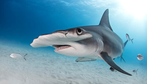 Großer Hammerhai, Alice Town, Bimini, Bahamas, lizenzfreies Stockfoto