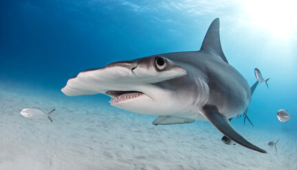 Great Hammerhead shark, Alice Town, Bimini, Bahamas - ISF20436