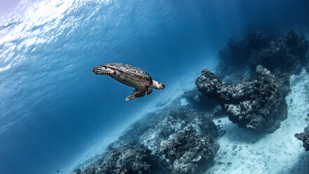 Echte Karettschildkröte, Cozumel, Quintana Roo, Mexiko - ISF20439