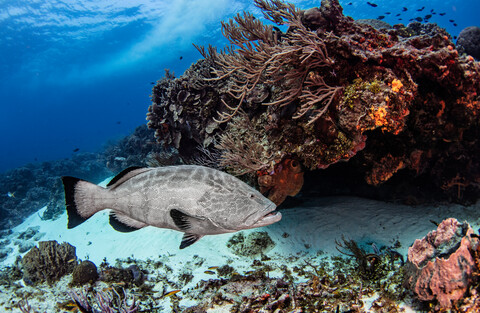 Schwarzer Zackenbarsch, Cozumel, Quintana Roo, Mexiko, lizenzfreies Stockfoto