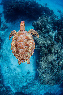 Grüne Meeresschildkröte, Cozumel, Quintana Roo, Mexiko - ISF20442