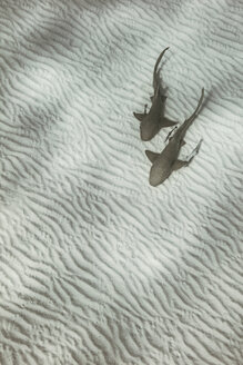 Nurse sharks, Alice Town, Bimini, Bahamas - ISF20451