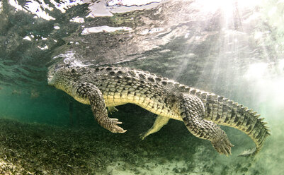 Amerikanisches Salzwasserkrokodil, Xcalak, Quintana Roo, Mexiko - ISF20453