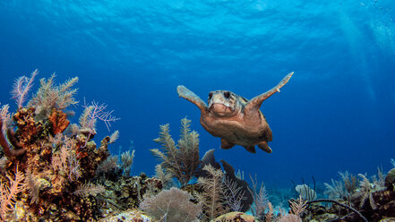 Unechte Karettschildkröten, Cayman Palms, Cayman-Inseln - ISF20454