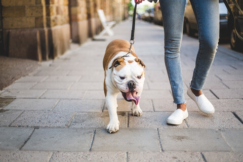 Tiefschnitt einer Frau mit englischer Bulldogge auf dem Gehweg, lizenzfreies Stockfoto