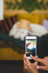 Ausgeschnittenes Bild einer Frau, die zu Hause mit dem Handy einen Hund mit Hut fotografiert - MASF10931