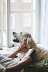 Mittelteil eines älteren Mannes, der einen Hund streichelt, während er ein Buch auf dem Bett zu Hause hält - MASF10947