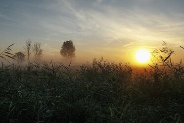 Idyllic, tranquil sunrise and fog over rural field, Leopoldshagen, Mecklenburg-Vorpommern, Germany - FSIF03749