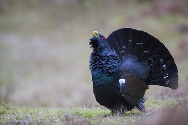 Schottland, Caledonian Forest, Paarung Westlicher Auerhahn - MJOF01644