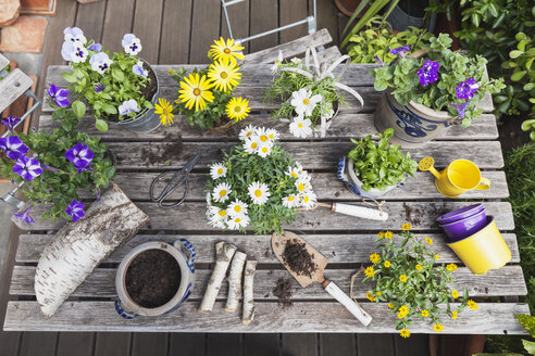 Different summer flowers and gardening tools on garden table - GWF05773