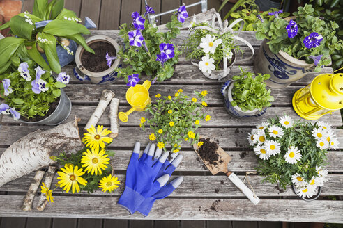Verschiedene Sommerblumen und Gartengeräte auf dem Gartentisch - GWF05774