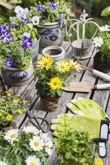 Verschiedene Sommerblumen und Gartengeräte auf dem Gartentisch - GWF05776