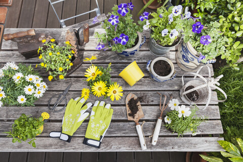 Different summer flowers and gardening tools on garden table stock photo