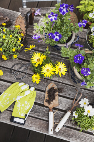 Verschiedene Sommerblumen und Gartengeräte auf dem Gartentisch, lizenzfreies Stockfoto