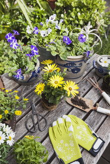 Verschiedene Sommerblumen und Gartengeräte auf dem Gartentisch - GWF05780